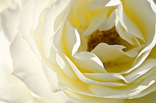 自然,抽象,温和,折,精美,白色蔷薇