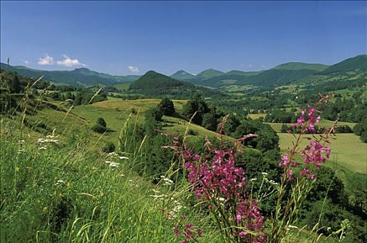 法国,奥弗涅,山谷,花,山峦,背影