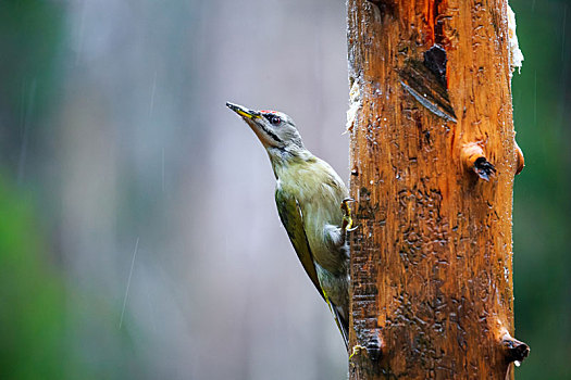 灰头,啄木鸟,下雨,春天,树林