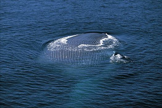 蓝鲸,喂食,展示,喉咙,凹槽,濒危,科特兹海,墨西哥