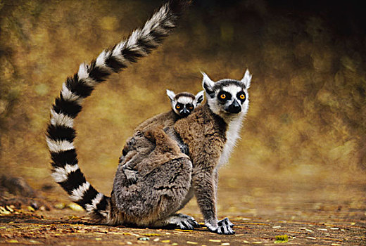 节尾狐猴,幼仔,狐猴,贝伦提保护区,马达加斯加