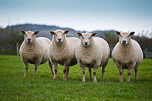 生活,绵羊,四个,母羊,站立,草场,坎布里亚,英格兰,英国,欧洲