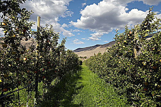苹果,树,不列颠哥伦比亚省,加拿大
