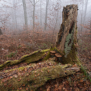 死,木头,秋天,山毛榉,海尼希,国家公园,图林根州,德国,欧洲