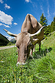 褐色,母牛,吃草,阿尔卑斯山