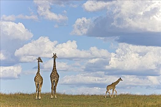 马赛长颈鹿,母亲,父亲,幼兽,马赛马拉国家保护区,肯尼亚