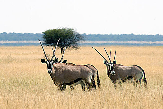 纳米比亚,埃托沙国家公园,南非大羚羊,羚羊