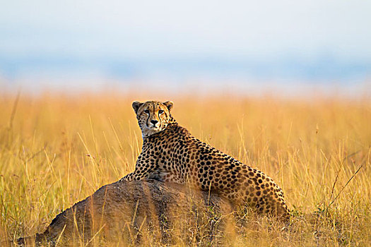 猎豹,猎豹猎豹,成人,寻找猎物,从,说谎,白蚁土墩,马赛玛拉国家保护区,肯尼亚,非洲