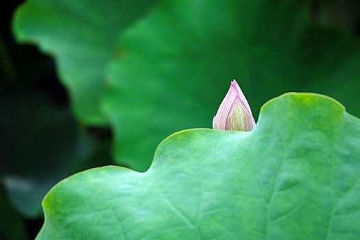 露尖小荷