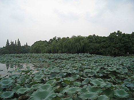 杭州西湖风光