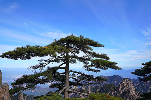 黄山松树