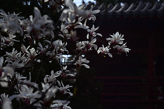 大觉寺古玉兰