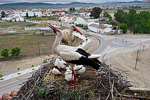 白色,鹳,成年,幼禽,窝,塞雷纳,巴达霍斯,埃斯特雷马杜拉,西班牙,欧洲