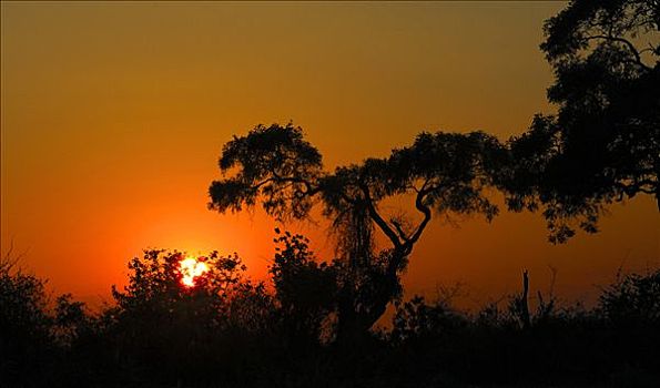 日出,上方,非洲,大草原,博茨瓦纳