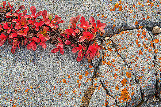 熊莓,裂缝,石头,靠近,丘吉尔市,曼尼托巴,加拿大
