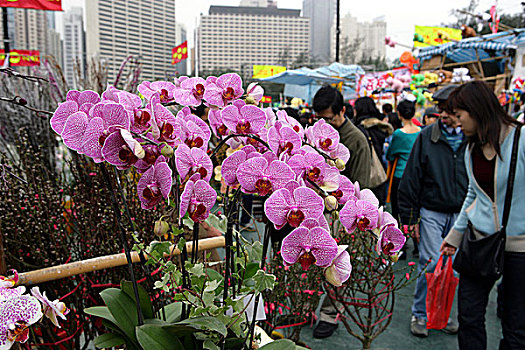 春节,花市,铜锣湾,香港