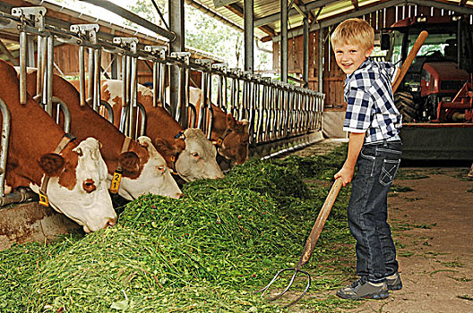 农场,厩,男孩,母牛,草