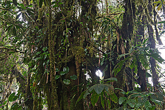 雾林,自然保护区,阿拉胡埃拉,省,哥斯达黎加,北美