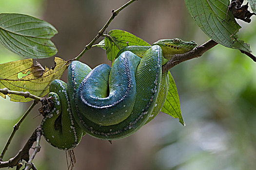绿树蟒,莫雷利亚,巴布亚新几内亚