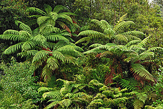 雨林,桫椤,湾,南岛,新西兰