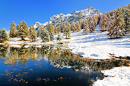 湖,积雪,落叶松属植物,树林,恩加丁,瑞士,欧洲