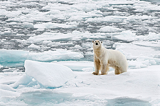 北极熊,雄性,站立,浮冰,斯匹次卑尔根岛,岛屿,斯瓦尔巴群岛,斯瓦尔巴特群岛,挪威,欧洲