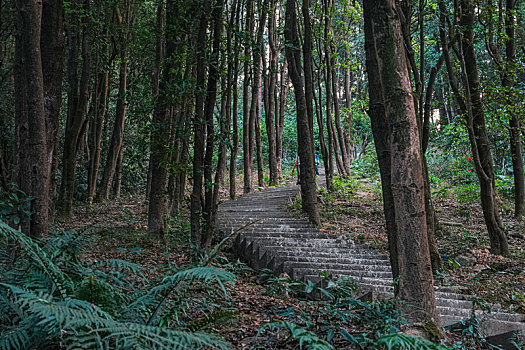 初冬12月登高羊城广州帽峰山沿途美景