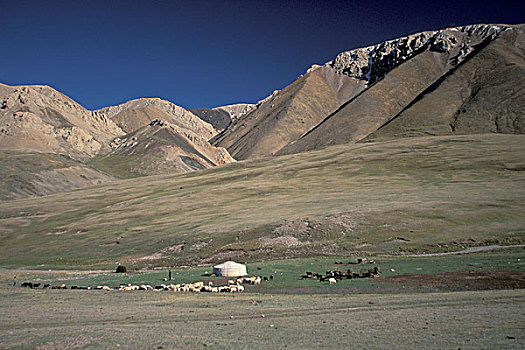 亚洲,蒙古,阿尔泰,省,蒙古包,露营,牲畜