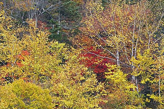 树林,大雪山国家公园,北海道,日本