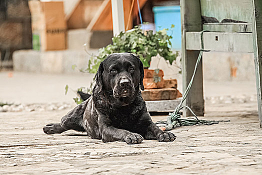 拉布拉多犬