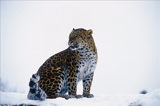 豹,坐,雪中