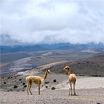 小羊驼,野生,南美,生活方式,高,高山,区域,安第斯山,亲属,美洲驼,中心,厄瓜多尔