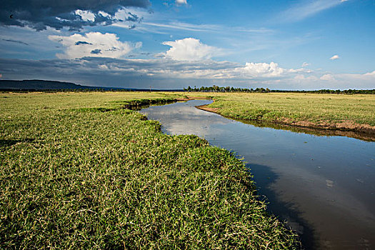 非洲,肯尼亚,马赛马拉国家保护区,三角形,马拉河,盆地,老,弯曲,湿地,靠近,大幅,尺寸