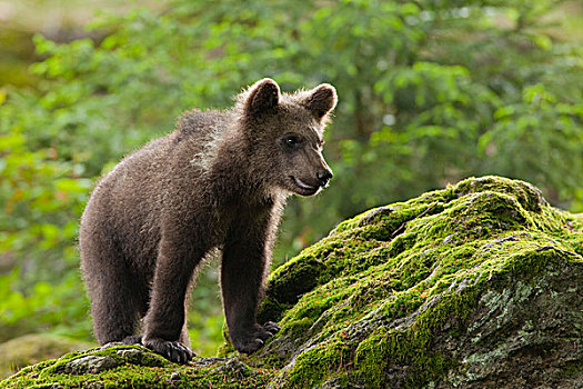 棕熊,幼兽,巴伐利亚森林国家公园,巴伐利亚,德国