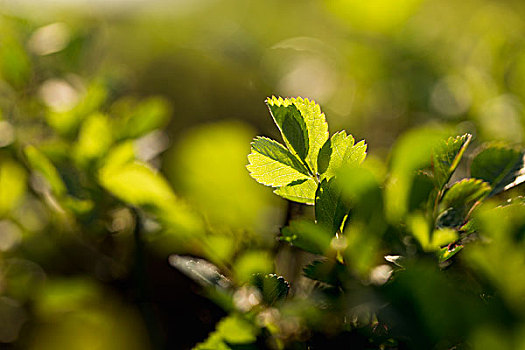 梦幻植物