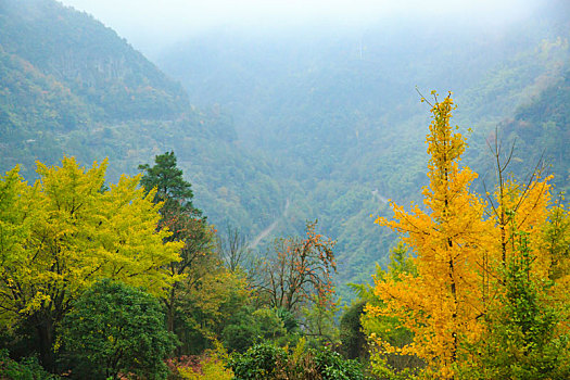 海曙,茅镬村,茅镬,山村,古树,古村,秋色,秋天