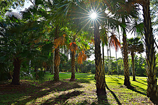 棕榈树,太阳,昆士兰,澳大利亚