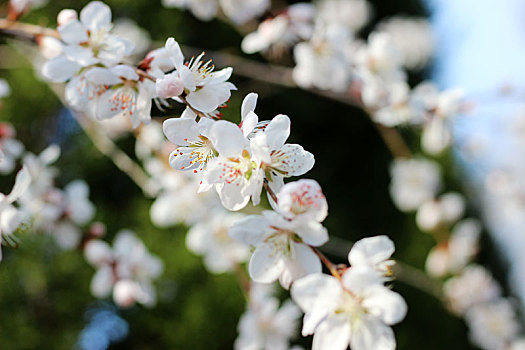 桃花灼灼