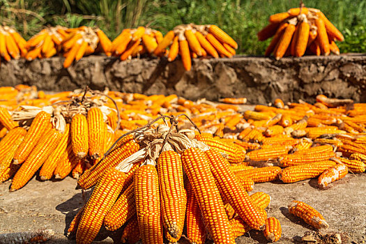 农村,收获,晾晒,橙黄色,玉米