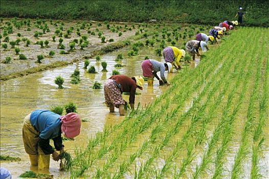 韩国,女人,排列,种植,稻米,稻田