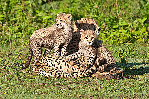 非洲,坦桑尼亚,印度豹,恩戈罗恩戈罗,保护区