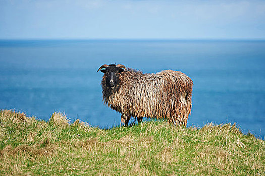 特写,绵羊,春天,四月,赫尔戈兰岛,小岛,北德