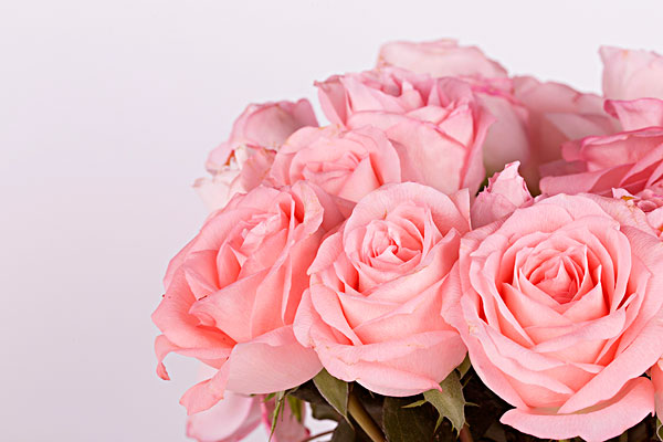 粉色玫瑰花真实图片图片