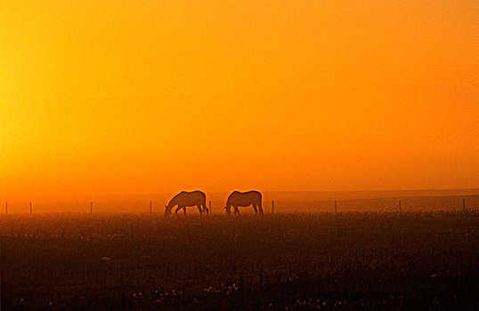 马,日落,薄雾,艾伯塔省,加拿大
