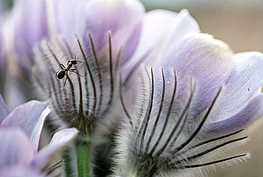 蚂蚁,花