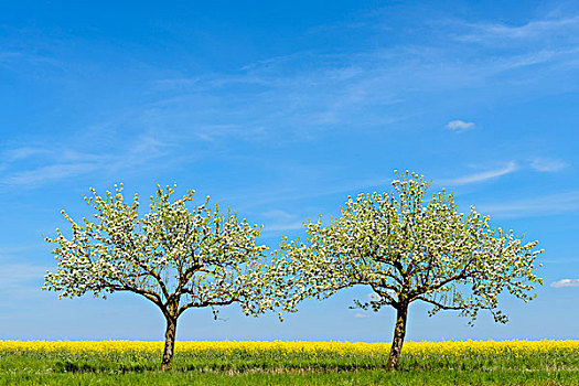 花,苹果树,春天,坏,巴登符腾堡,德国
