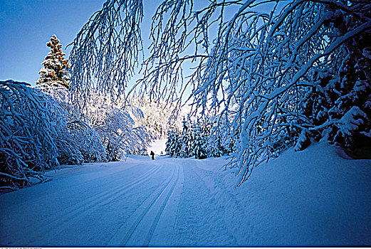 小路,树林,冬天