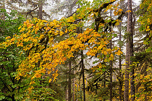 树林,雾,枫树,秋色,秋天,州立公园,靠近,希威尔顿,俄勒冈,美国