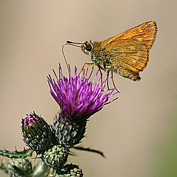 大弄蝶,蝴蝶,喙,喂食,花蜜,上艾瑟尔省,荷兰