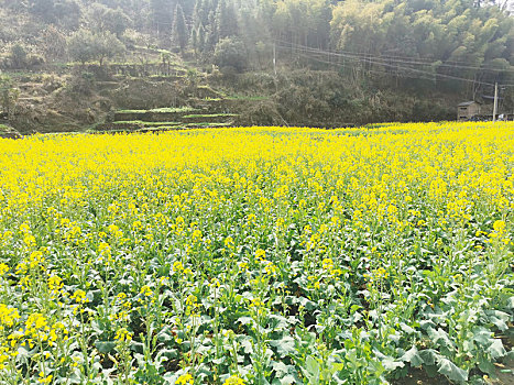 贵州锦屏农田上的油菜花